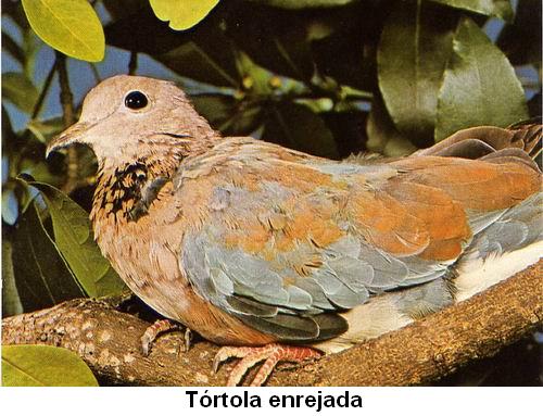 Tórtola enrejada.jpg